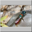 Chrysis illigeri - Goldwespe 02b 5mm OS-Wallenhorst-Tongrube-Lehmwiese.jpg